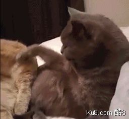 GIF动态图:猫咪亲热