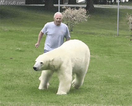 GIF动态图：大白熊，你的脾气呢