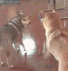 GIF动态图：两只狗狗打架