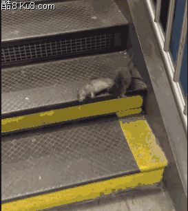 GIF动态图：老鼠拖着自己死了的同伴回家