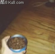 GIF动态图：猫咪在沙发下面把罐头用爪子拖进去